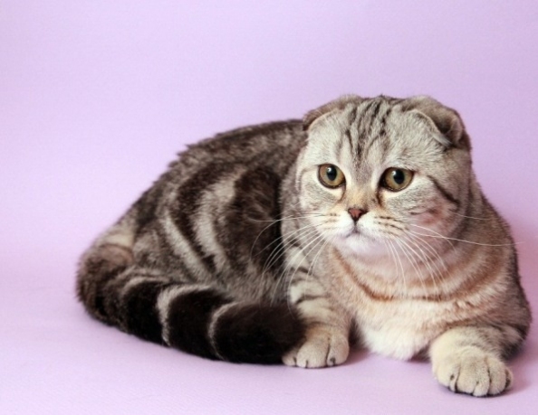 Шотландская вислоухая кошка. Описание породы
